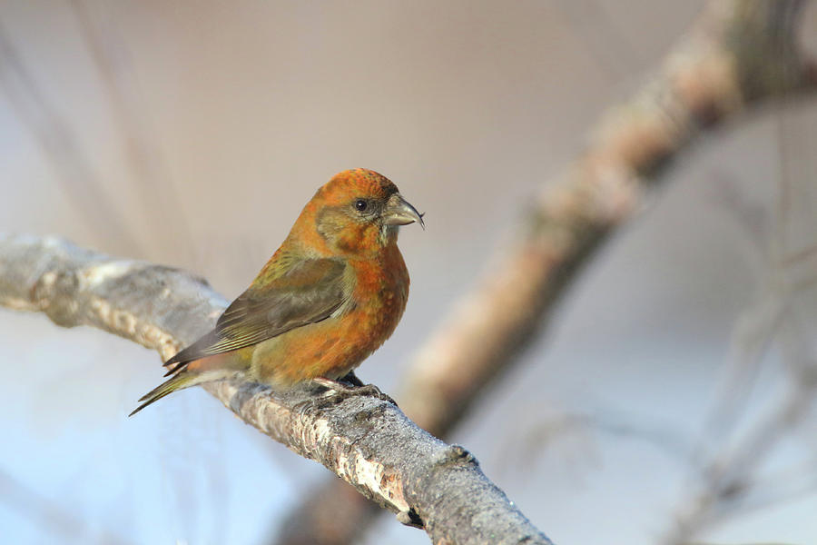 Red Crossbill Photograph by Brook Burling