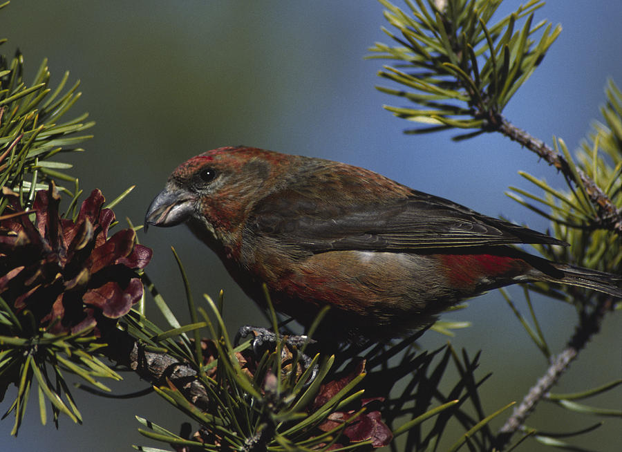 Nature Photograph - Red Crossbill feeds on pine cone seeds by Mark Wallner