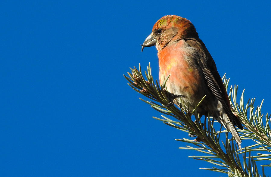 Red Crossbill Photograph by Mindy Musick King