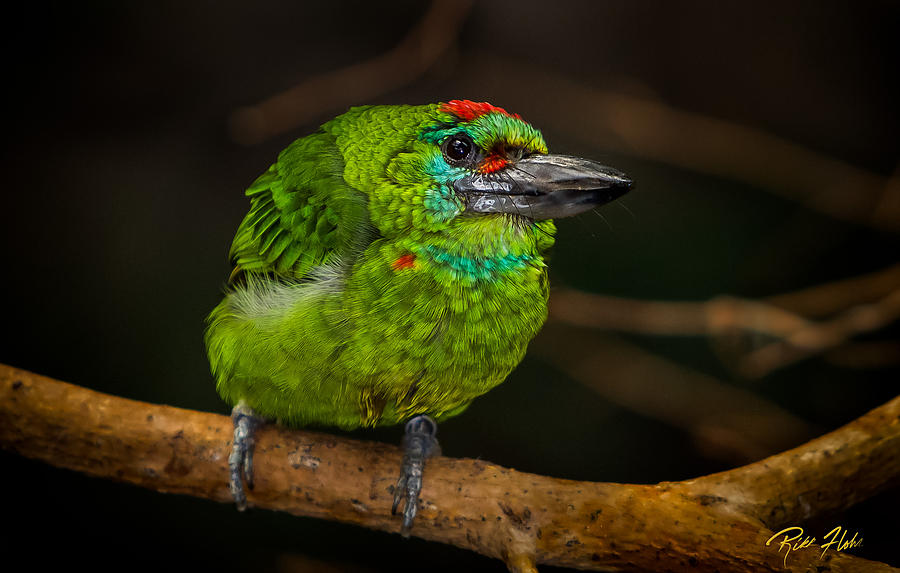 Red-crowned Barbet Photograph by Rikk Flohr