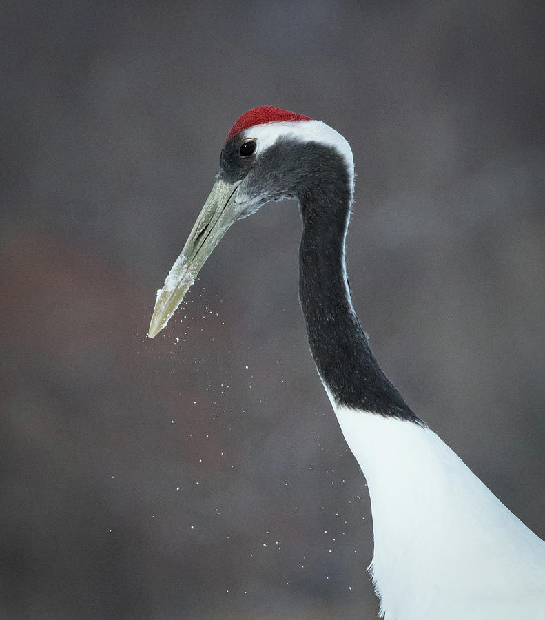 Red Crowned Crane in Japan Photograph by Steven Upton