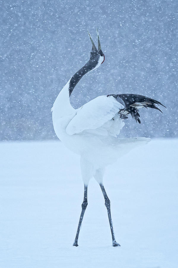 Red Crowned Crane in the snow Photograph by Steven Upton