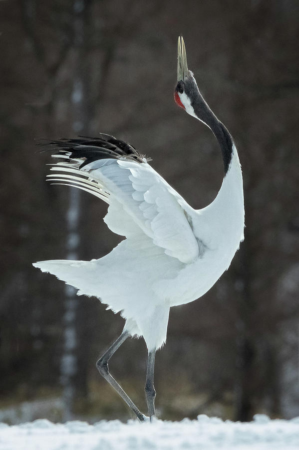 Red Crowned Crane mating call Photograph by Steven Upton