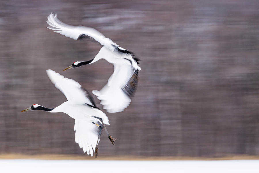 Red Crowned Cranes Photograph by Yoshiki Nakamura Red Crowned Cranes Photograph by Yoshiki Nakamura