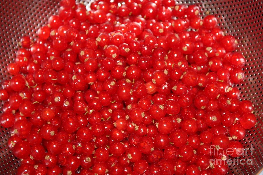 Red Currant Photograph