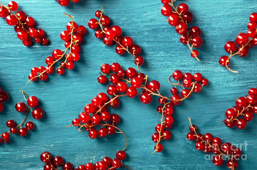 Red Currant on blue Photograph by Jelena Jovanovic