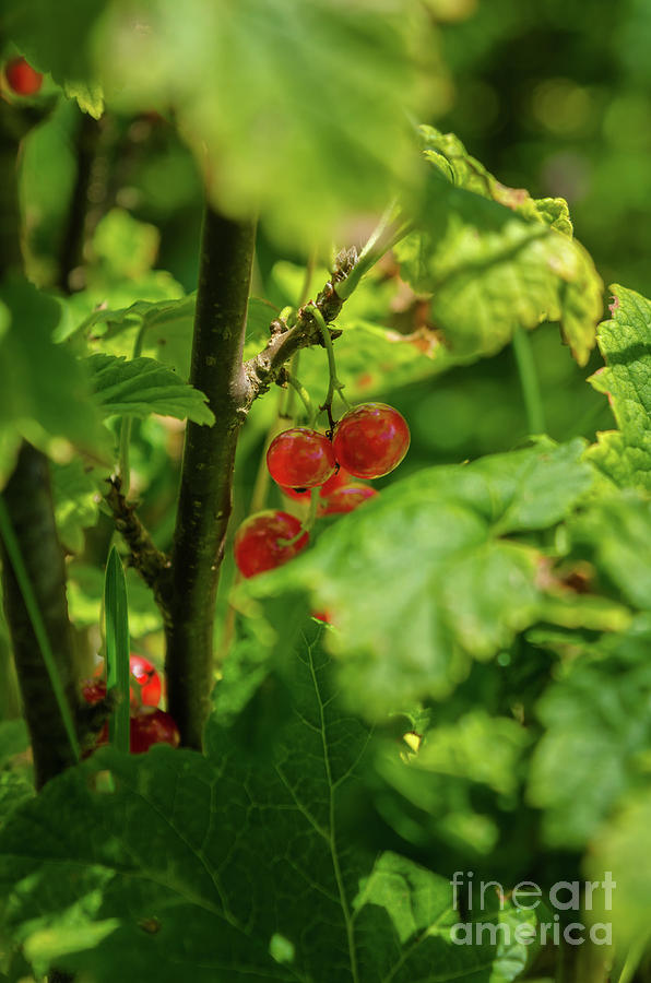 Red Currant Photograph by Michelle Meenawong
