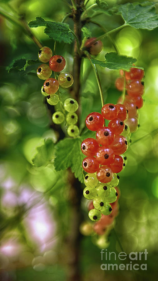 Red Currants Photograph