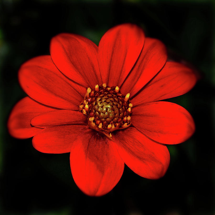Red Dahlia 015 Photograph by George Bostian
