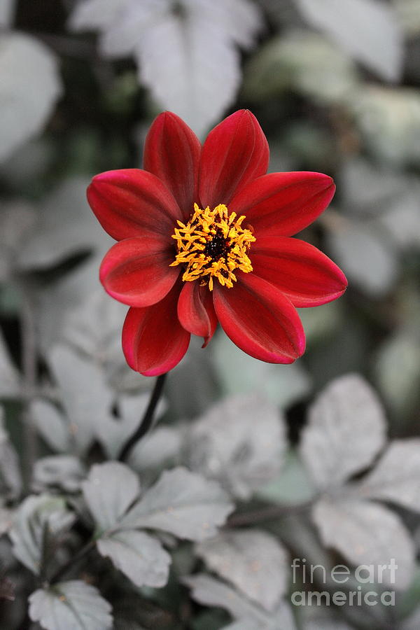 Red Dahlia Photograph by Angela Rath