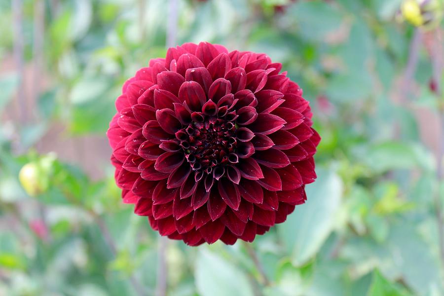 Red  Dahlia Photograph by Brian Eberly