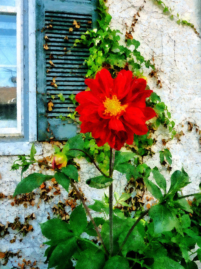 Red Dahlia By Window Photograph by Susan Savad