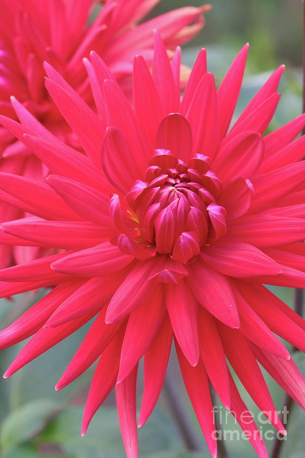 Flowers Still Life Photograph - Red Dahlia Delight by Carol Groenen