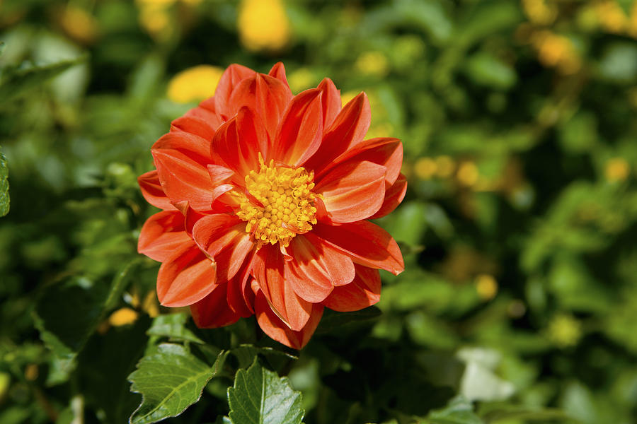 Red Dahlia Photograph by Diane Macdonald - Fine Art America