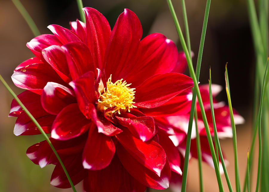 Red Dahlia Photograph by Edward Myers
