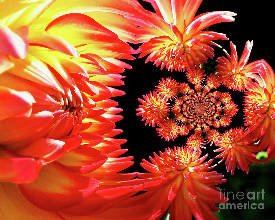 Red Dahlia Flower Abstract Photograph by Smilin Eyes Treasures