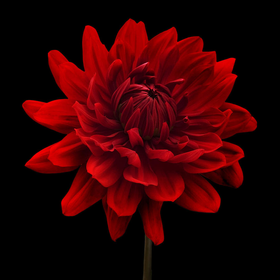 Flower Photograph - Red Dahlia Flower Black Background by Natalie Kinnear
