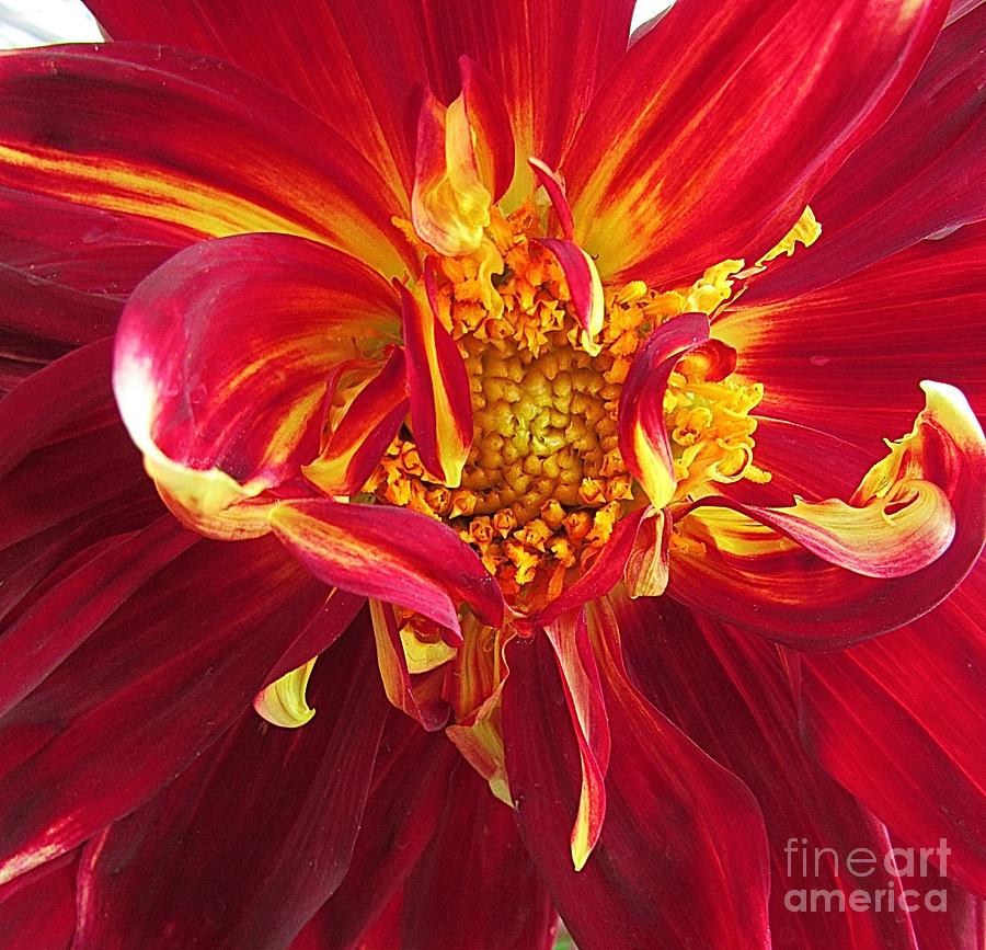 Red Dahlia - Photography Photograph by Hao Aiken