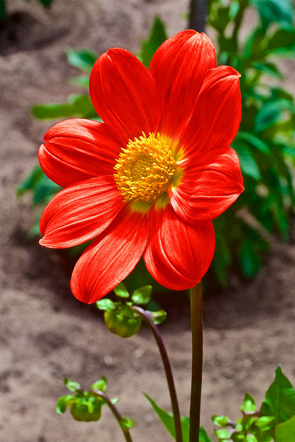 Red Dahlia in Golden Gate Park in San Francisco, California Photograph by Ruth Hager
