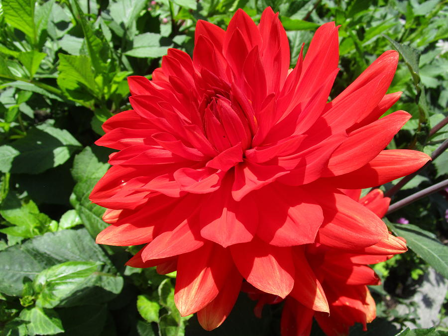 Red Dahlia in the Green Photograph by Rosita Larsson