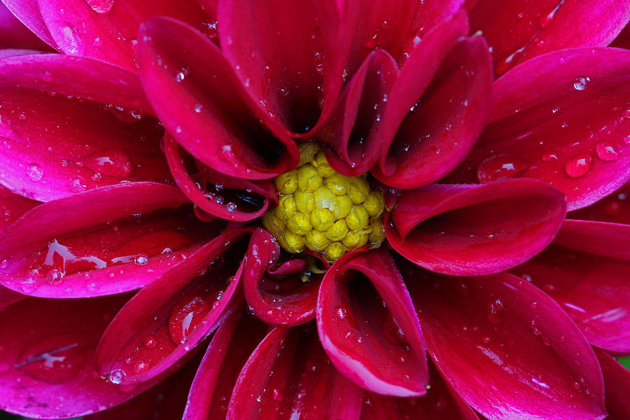 Red Dahlia Photograph by Juergen Roth