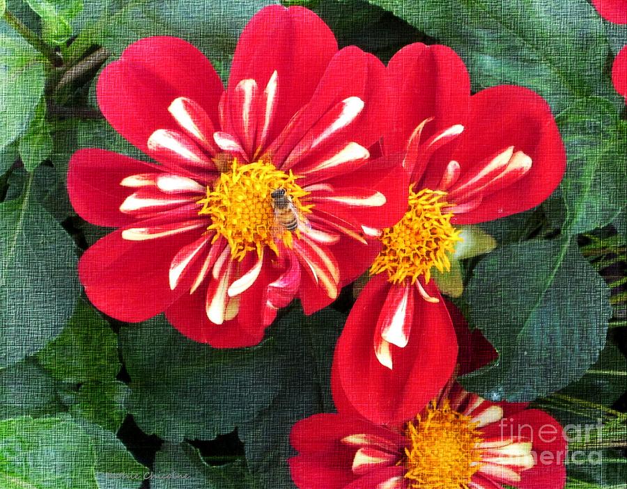 Red Dahlia Photograph by Kathie Chicoine