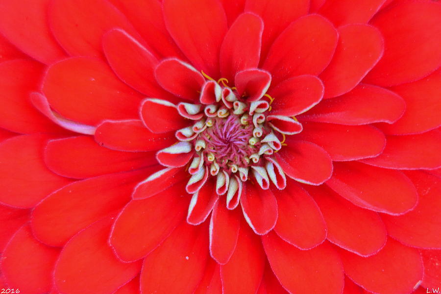 Red Dahlia Photograph by Lisa Wooten