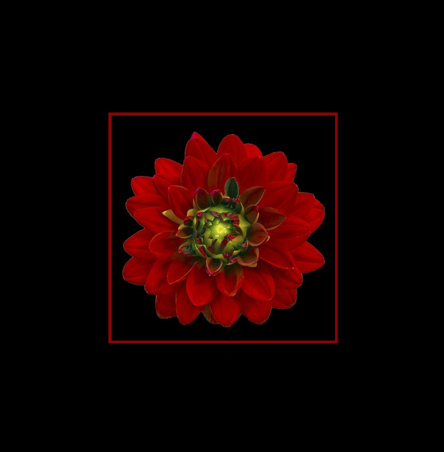 Red Dahlia Photograph by Michael Peychich