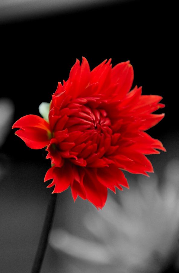 Flower Photograph - Red Dahlia  by Noah Cole