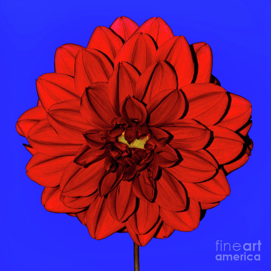 Red Dahlia on Blue by Kaye Menner Photograph by Kaye Menner