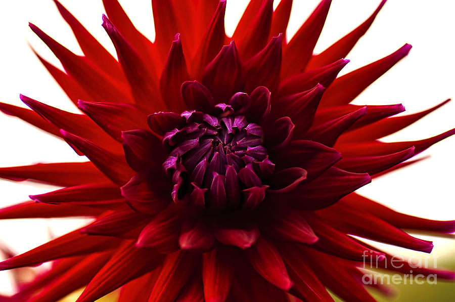 Nature Photograph - Red Dahlia Opening by Kaye Menner