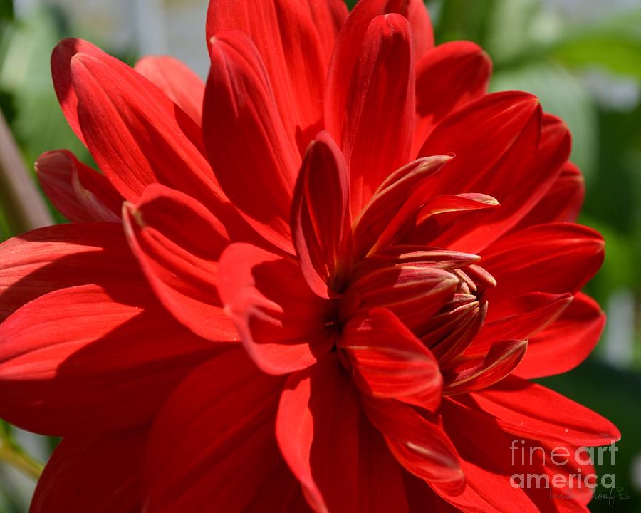 Nature Photograph - Red Dahlia  by Terrilyne Shoaf