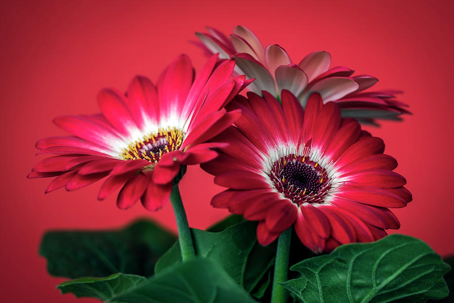 Red Daisies #5 Photograph By Van Sutherland