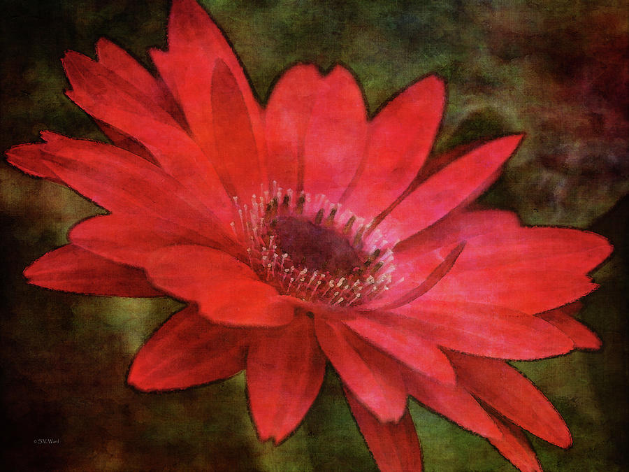 Red Daisy 9173 IDP_2 Photograph by Steven Ward