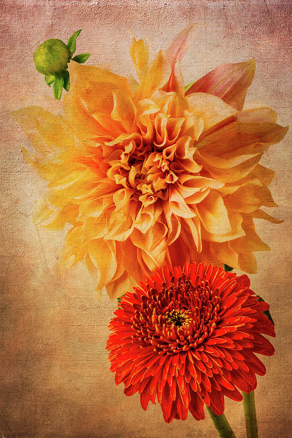 Red Daisy And Yellow Dahlia Photograph by Garry Gay