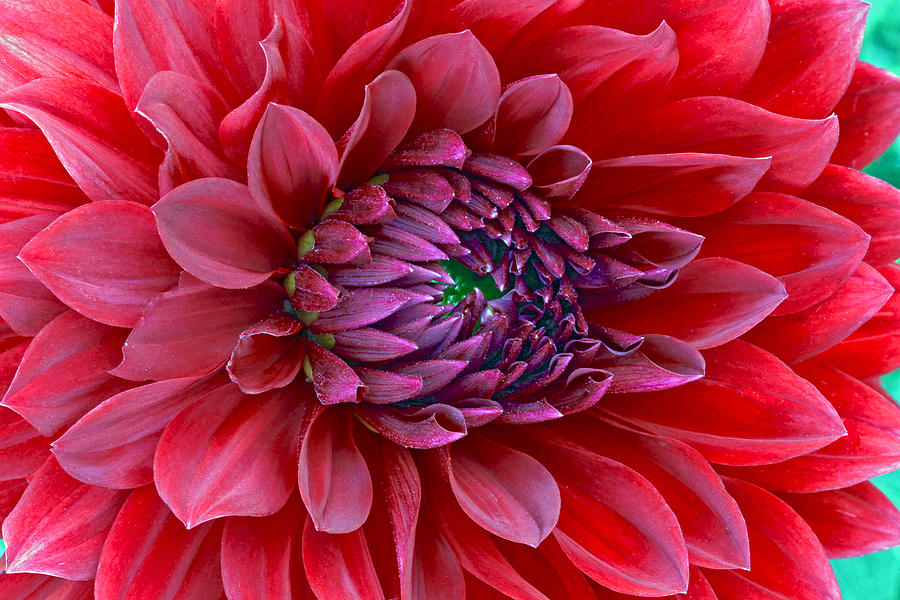 Red Dalia up close Photograph by James Steele
