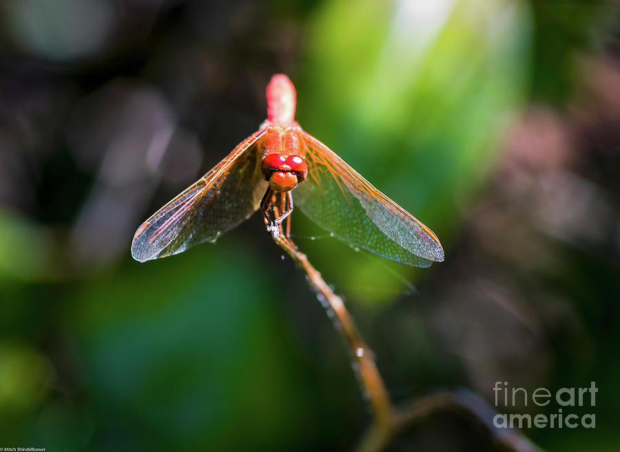 Nature Photograph - Red Dancer by Mitch Shindelbower