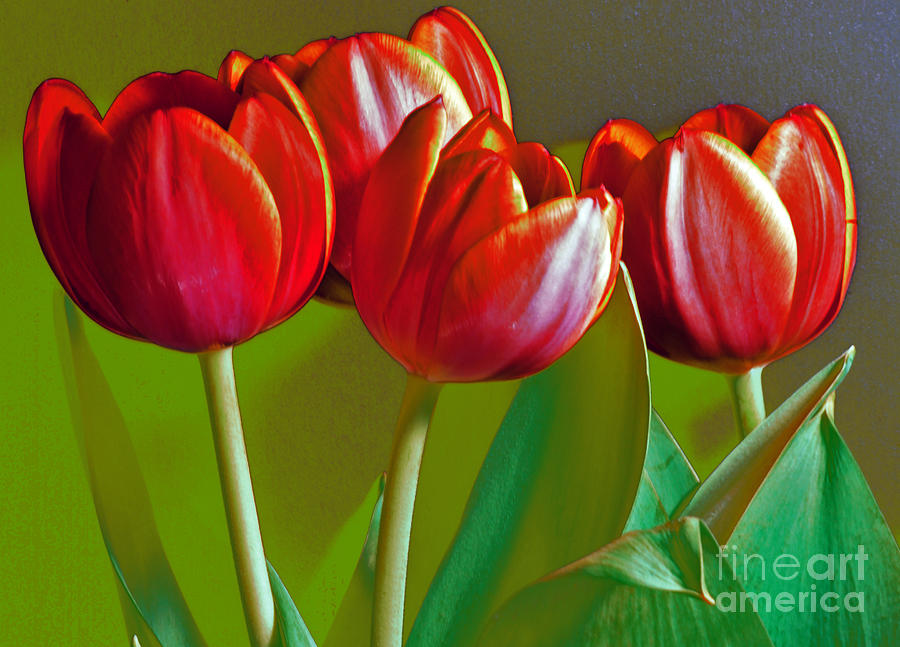 Red Dancing Tulips Photograph by Karen Lewis