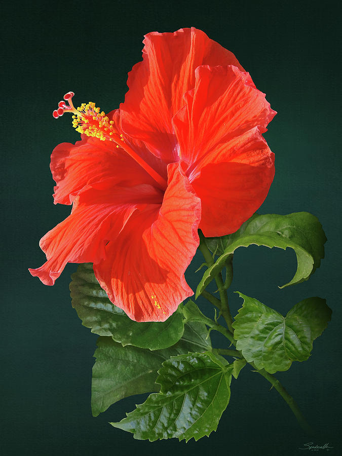 Red Darling Hibiscus Digital Art by M Spadecaller