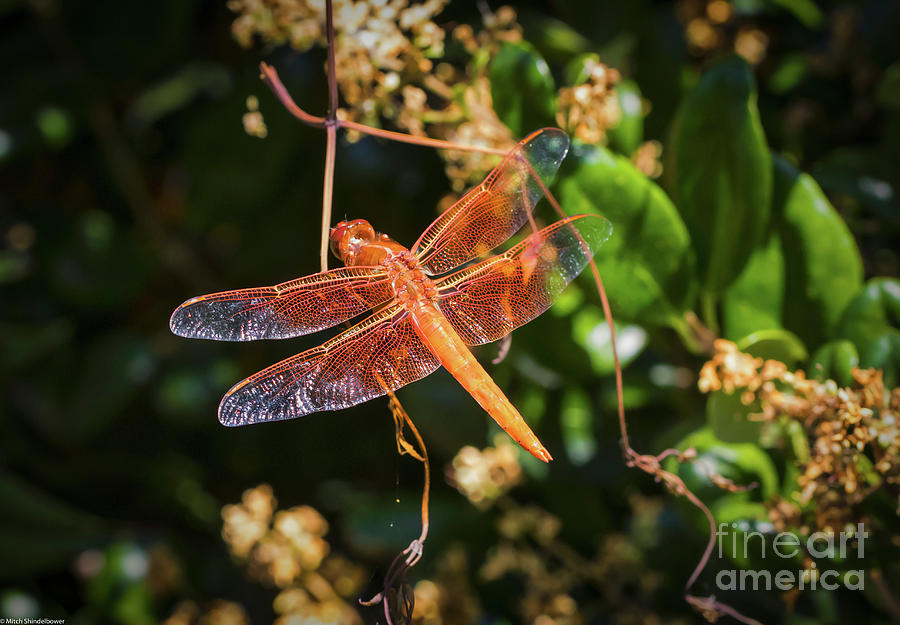Red Darner Dragonfly 4 Photograph by Mitch Shindelbower