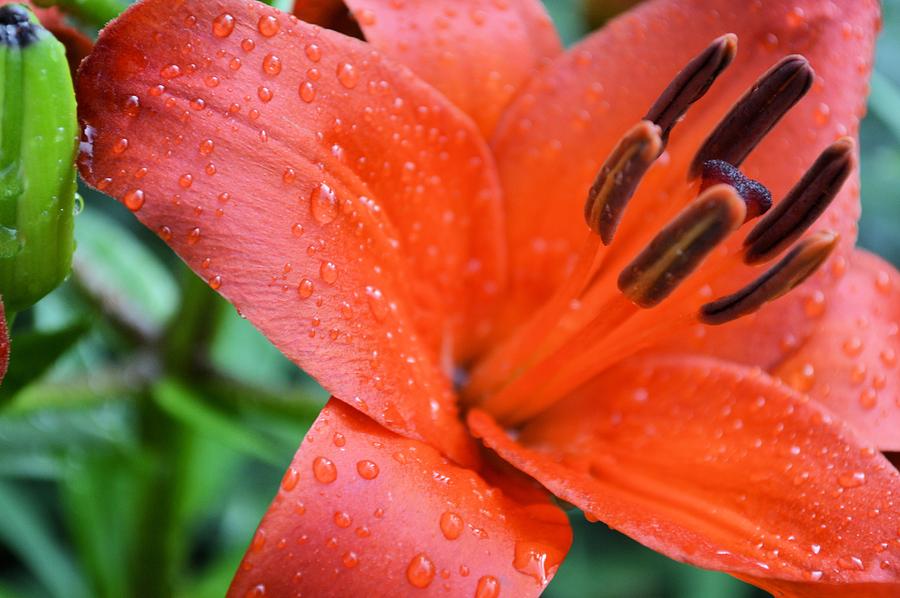 Red Day Lilly Photograph by Bonfire Photography