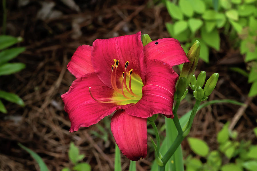 Red Day Lily Digital Art by Ed Stines