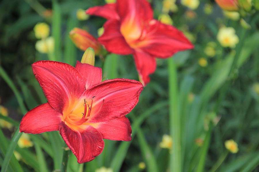 Red Daylily Photograph by Angela Murdock