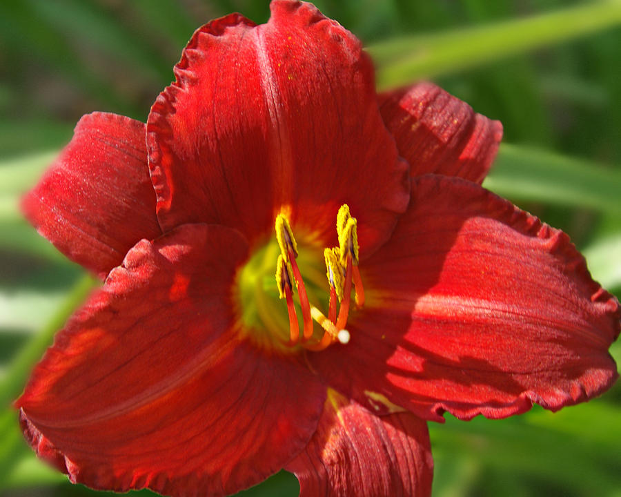 Red Daylily Beauty Photograph by Kathy M Krause