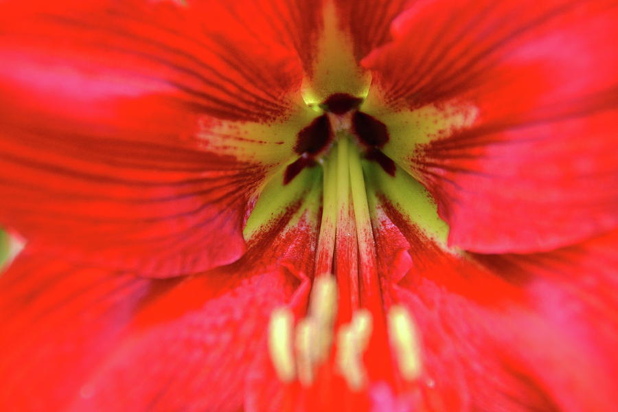Red Daylily  Photograph by Lehua Pekelo-Stearns