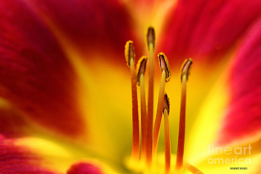 Nature Painting - Red Daylily Stamens by Corey Ford