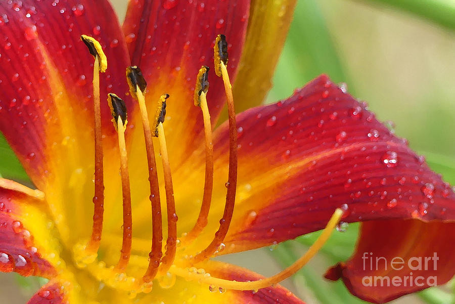 Red Daylily with Morning Dew Photograph by Amy Dundon