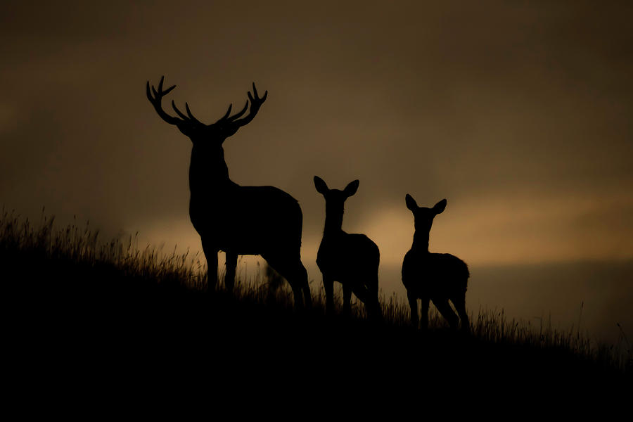 Red Deer at dawn Photograph by Andy Beattie Photography