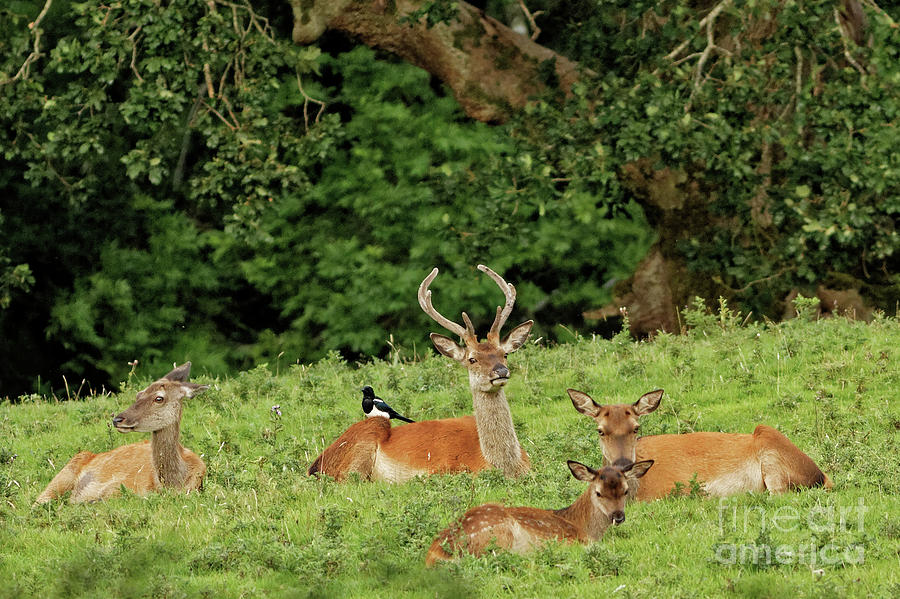 Red Deer at Killarney National Park Photograph by Natural Focal Point Photography