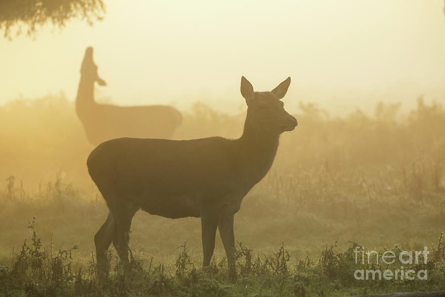 Autumn Photograph - Red Deer - Cervus elaphus - hinds browsing on willow on a misty m by Paul Farnfield Autumn Photograph - Red Deer - Cervus elaphus - hinds browsing on willow on a misty m by Paul Farnfield